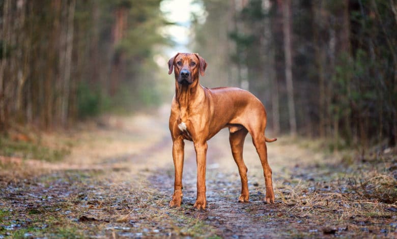 rhodesian ridgeback