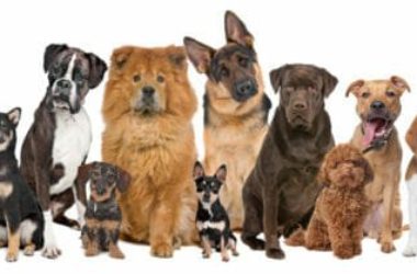 Scopriamo le razze di cani secondo le classificazioni, quelle più belle e più interessanti