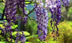 Come coltivare il glicine, sia sul balcone che in giardino ed in vaso. Varietà, coltivazione e cura di questa pianta