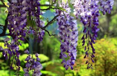 Come coltivare il glicine, sia sul balcone che in giardino ed in vaso. Varietà, coltivazione e cura di questa pianta