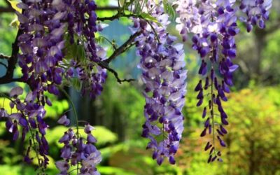 Come coltivare il glicine, sia sul balcone che in giardino ed in vaso. Varietà, coltivazione e cura di questa pianta