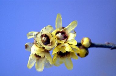 Calicantus: caratteristiche, coltivazione e cure
