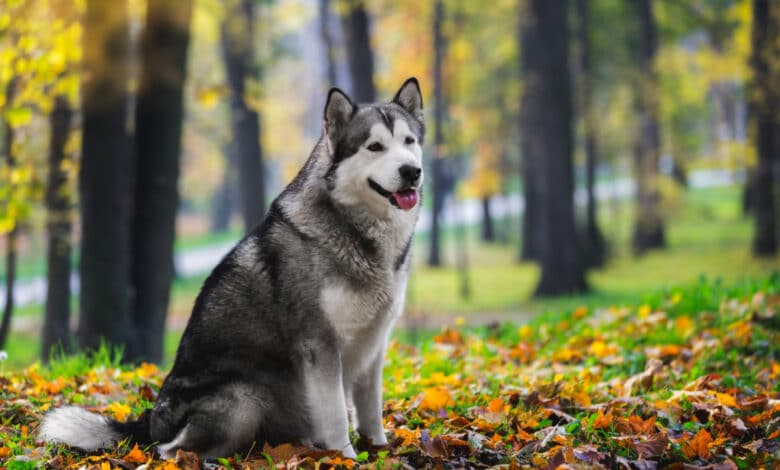 Alaskan Malamute