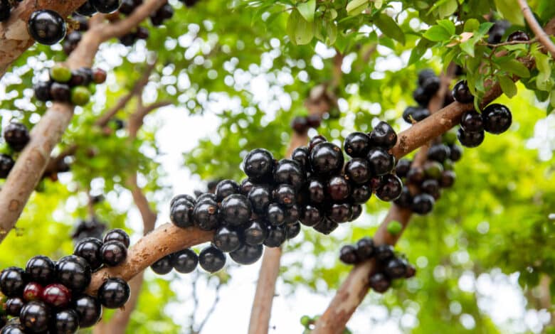 jabuticaba