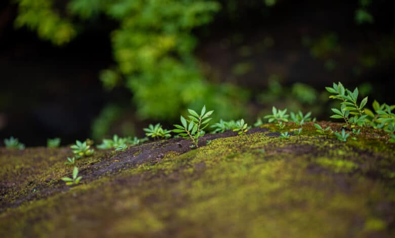 come rendere il terreno acido