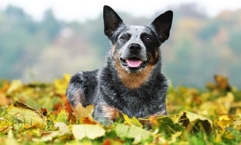 australian cattle dog