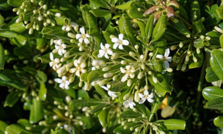 Pittosporum o pitosforo