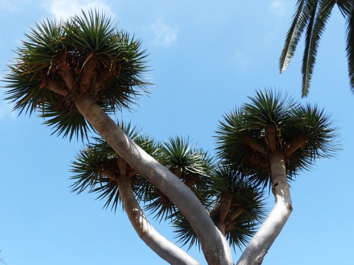 Dracena: come coltivare e curare il tronchetto della felicità ... Tronchetto della felicità foglie gialle