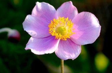 Anemone: tutto su questa pianta ideale per decorare giardini e balconi