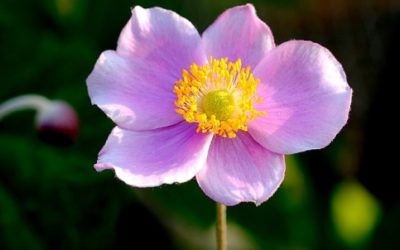 Anemone: tutto su questa pianta ideale per decorare giardini e balconi