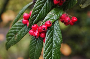 Cotoneaster: cure, coltivazione e altre informazioni