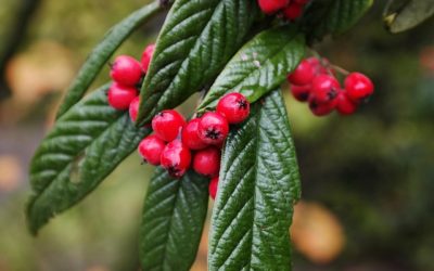 Cotoneaster: cure, coltivazione e altre informazioni