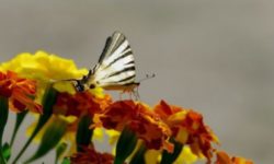 Tagete, il significato, la cura e la semina del fiore da orto