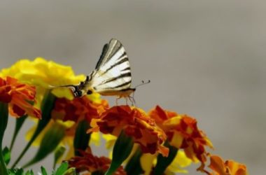 Tagete, il significato, la cura e la semina del fiore da orto