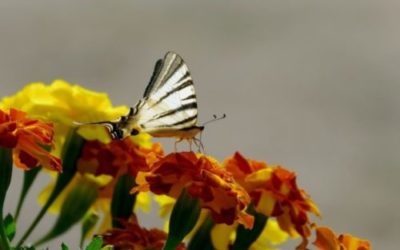 Tagete, il significato, la cura e la semina del fiore da orto