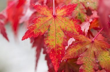 Guida all’acero rosso, una delle piante più coreografiche e fotografate