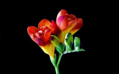 Fresia: caratteristiche e cura di questa bulbosa