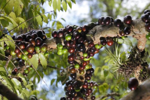 Jaboticaba, l’albero che ha i frutti che crescono sul suo tronco