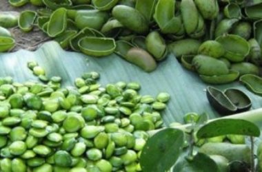 Guida alle proprietà della griffonia e agli utilizzi in fitoterapia
