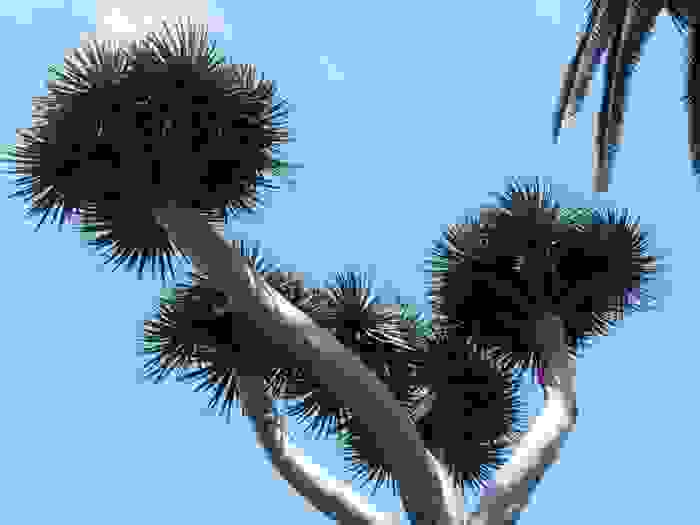 dracena