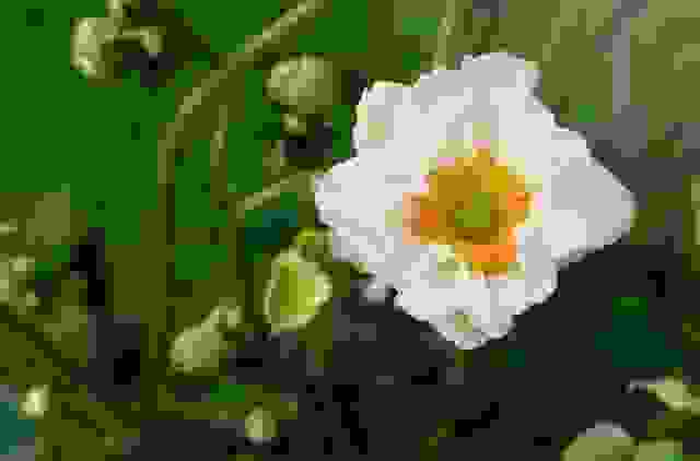 anemone
