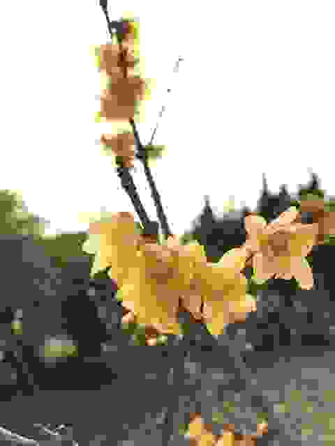 Calicantus