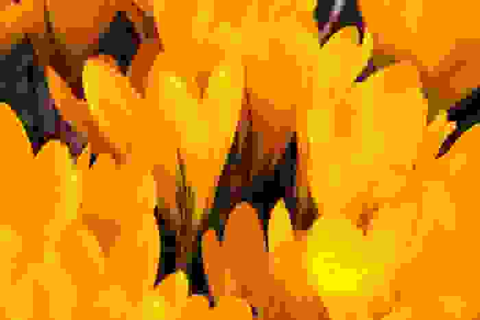 fiori gialli 