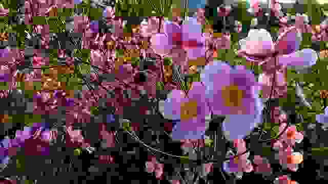 anemone