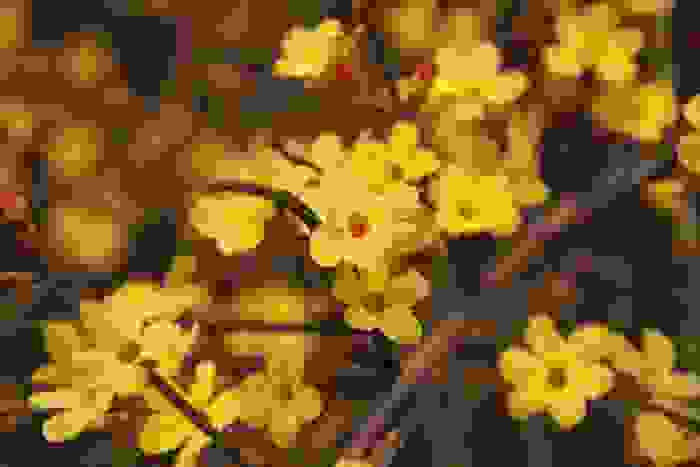 fiori gialli