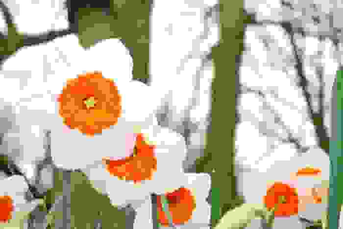narciso fiore
