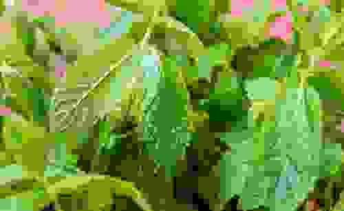 menta piperita