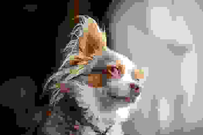 chihuahua dal pelo lungo