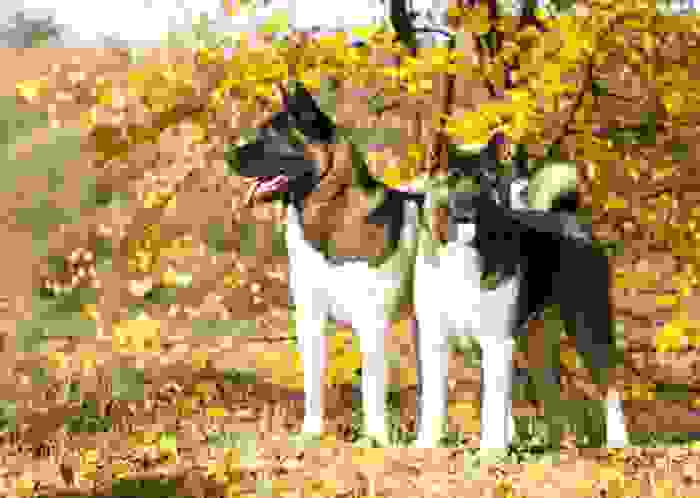 akita americano
