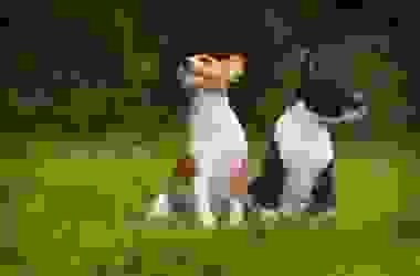 Cane Basenji o Cane del Congo, una razza di cani davvero particolare