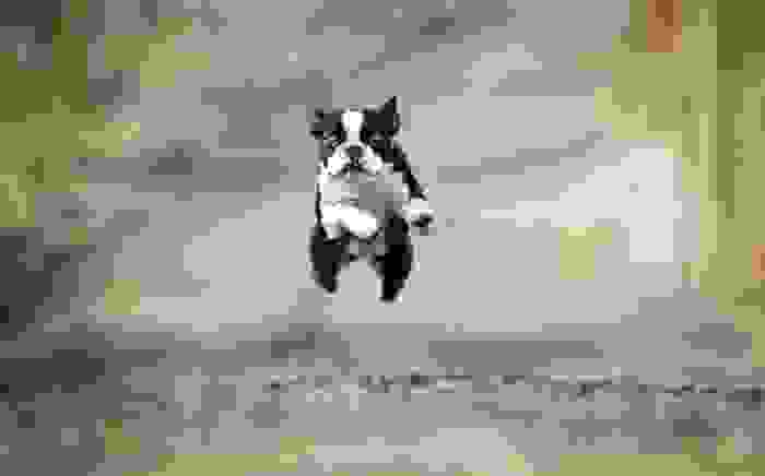Boston Terrier