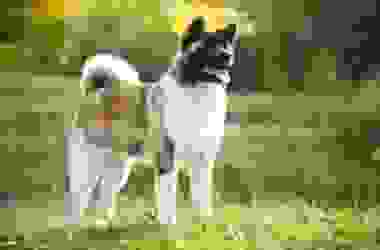 Akita americano, carattere e addestramento di una magnifica razza