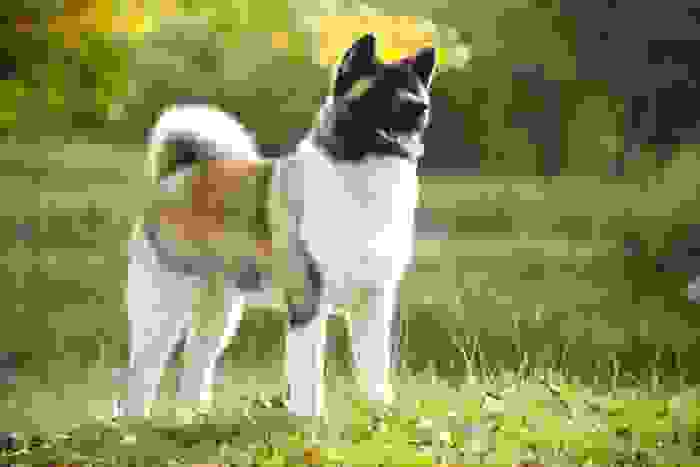 akita americano