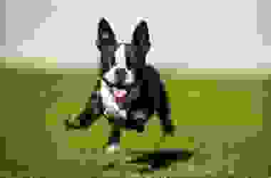 Tutto sul Boston Terrier, un fedele compagno di vita, adatto alla vita in appartamento