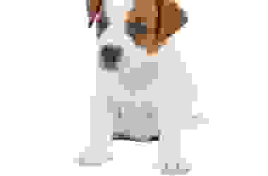 Tutto sul Jack Russell Terrier: dal carattere all’addestramento dei cuccioli