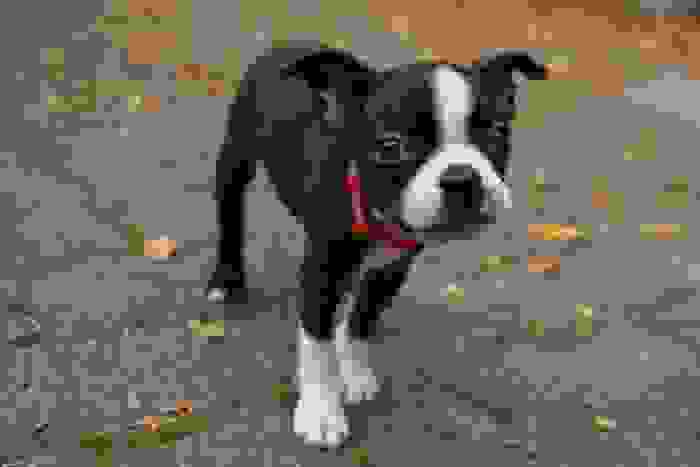 Boston Terrier cucciolo