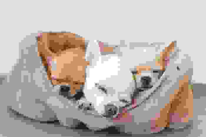 Cuccioli di chihuahua