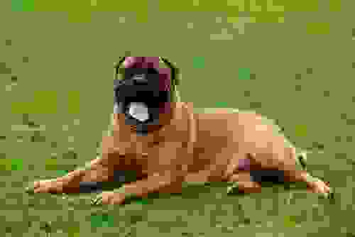 bullmastiff