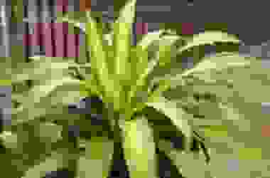 La dracena o tronchetto della felicità, una sempreverde tutta da scoprire