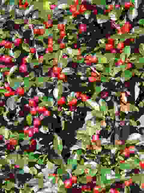 Shop Meeko horizontalis Cotoneaster 2 arbusti Shop Meeko horizontalis Cotoneaster 2 arbusti