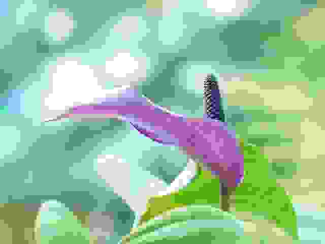 spathiphyllum