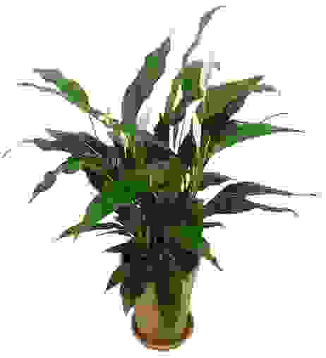 Spathiphyllum