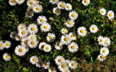 Margherita, fiore dei prati: ecco tanti consigli pratici
