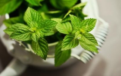 Menta piperita: proprietà, usi e controindicazioni