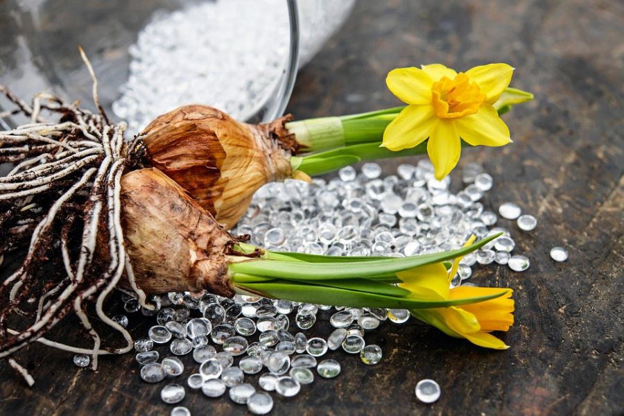 15 Bulbi Di Narciso Misti – Piante Perenni Resistenti Al Freddo, Facili Da Curare, Fioritura Primaverile Profumata – Veri Bulbi Da Giardino