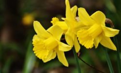 Narciso: fiore e simbolo del mito della bellezza